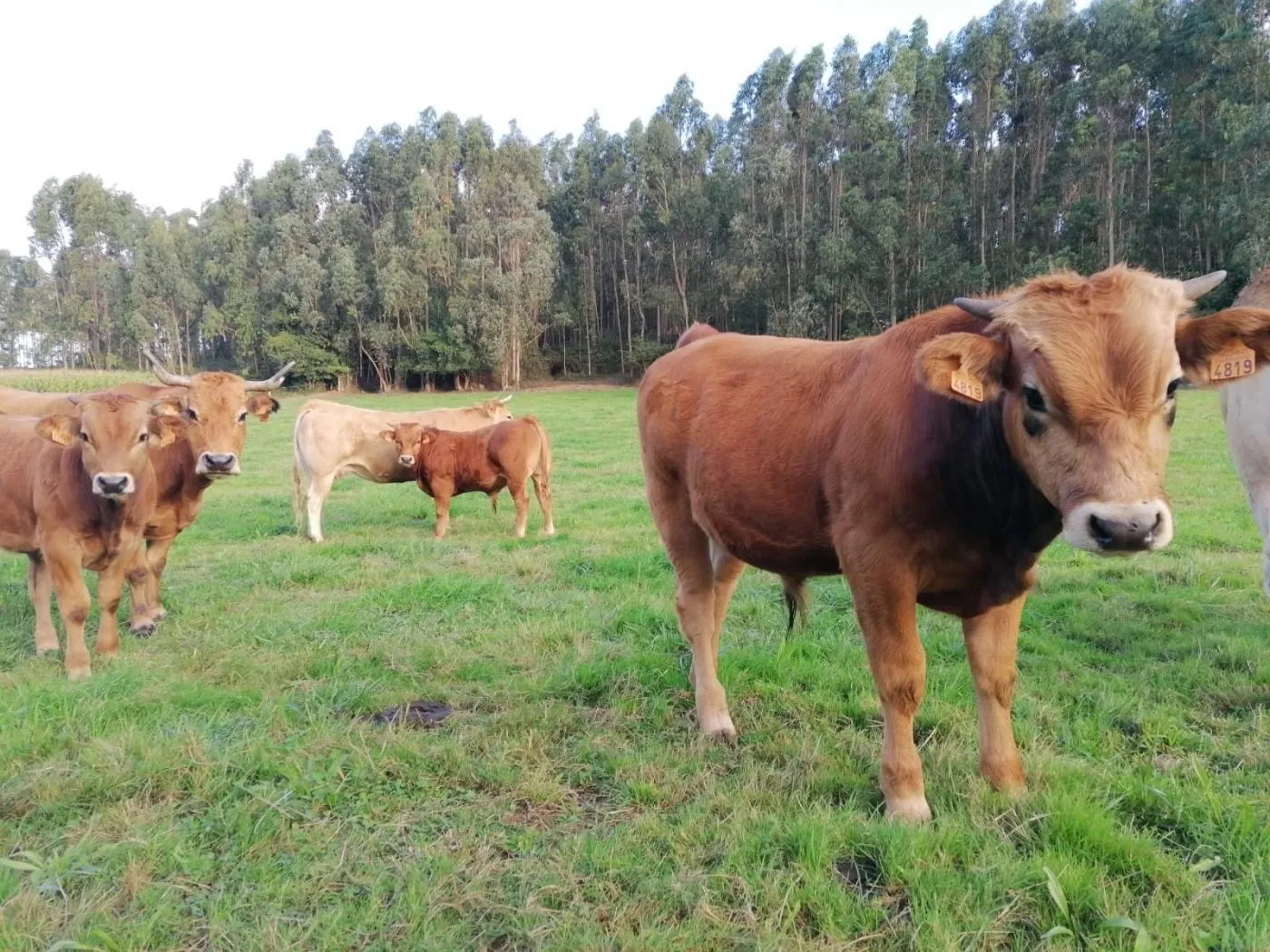 Tragedia en Guadalix: Hombre de 63 años muere tras ser corneado por una vaca