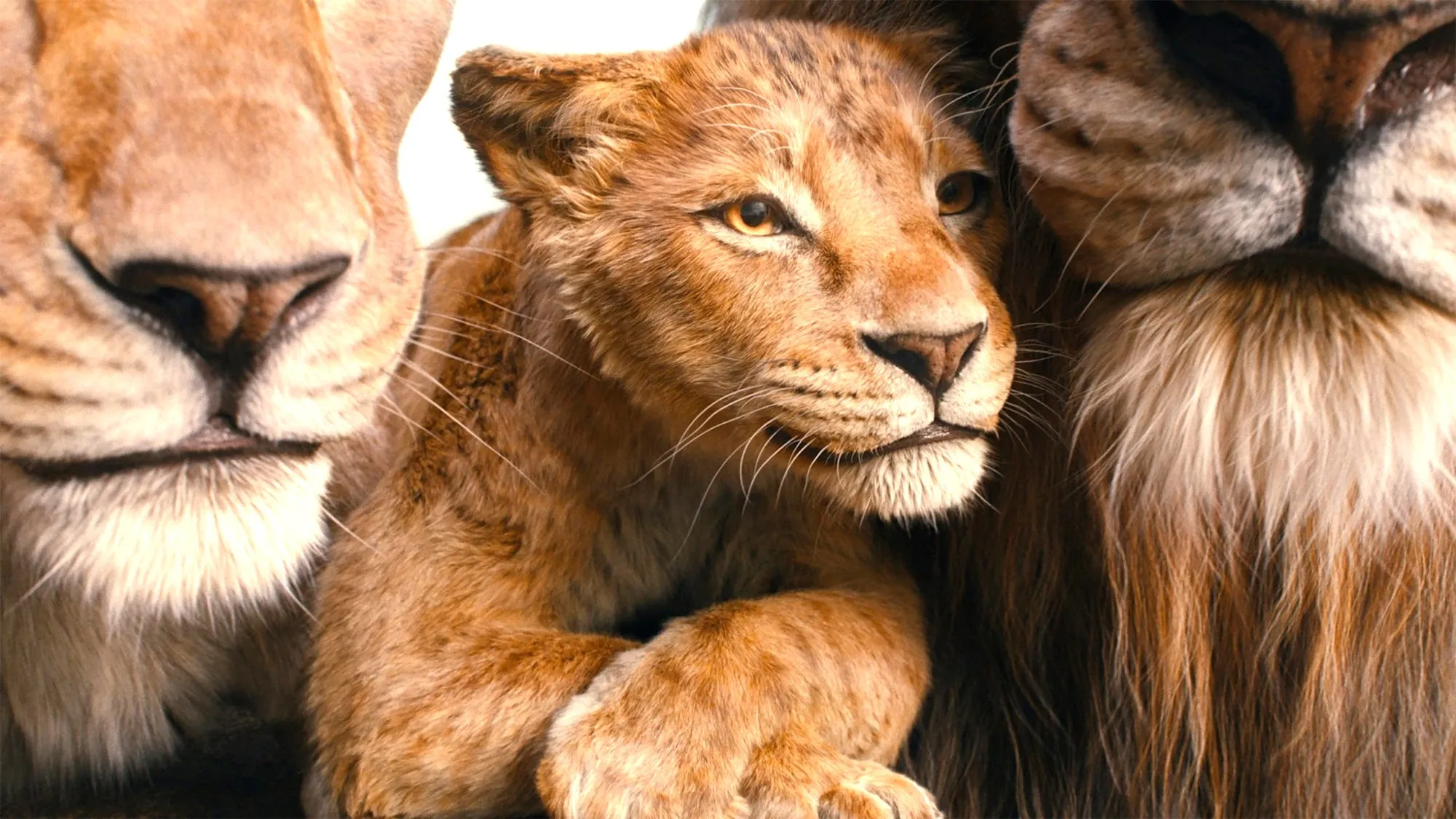 ¡Descubre el Impactante Origen de Mufasa en "El Rey León"! ¿Qué Revelaciones Nos Sorprenderán?