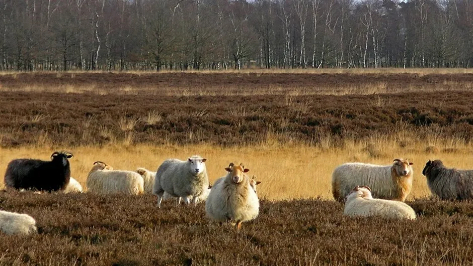 ¡Increíble! Drenthe se convierte en el destino turístico más sorprendente de España