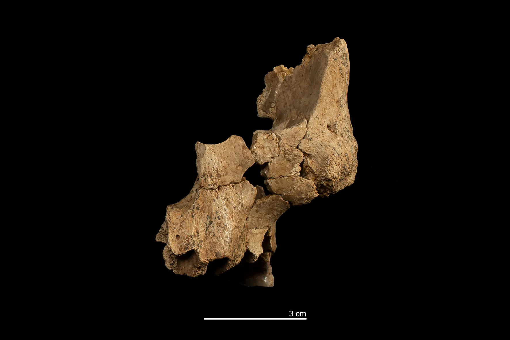 Atapuerca: Descubriendo los Secretos de Nuestros Ancestros Europeos