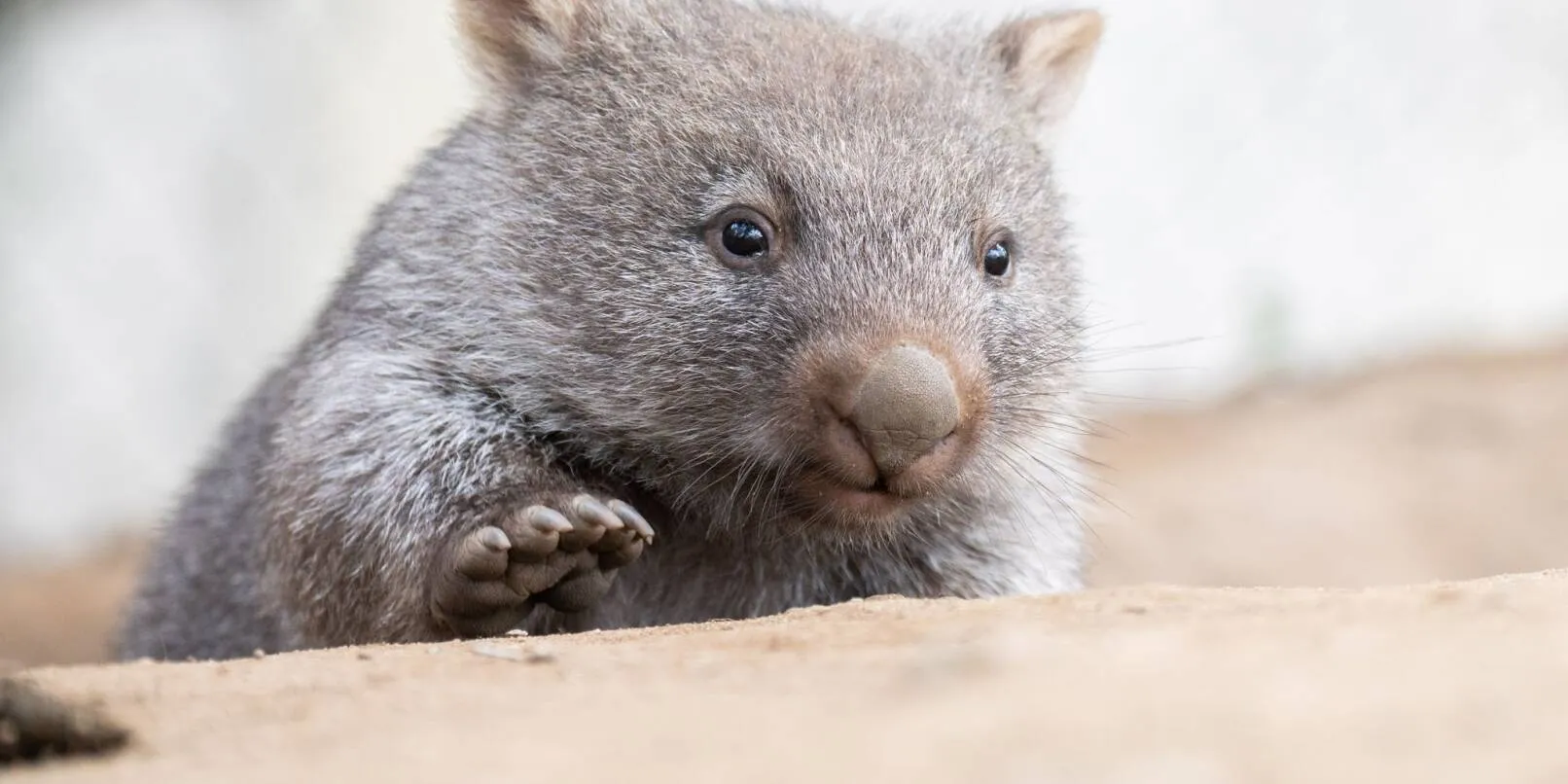 ¡Increíble! Descubre por qué los wombats están arrasando en España