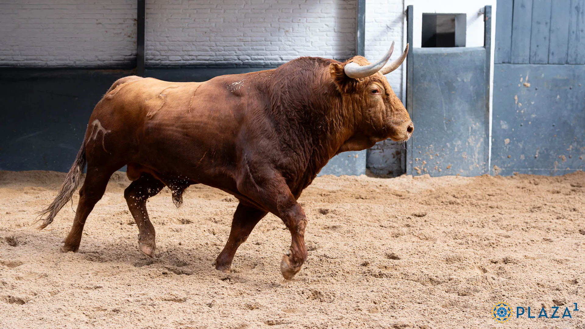 Diego Urdiales: El Torero que Está Revolucionando España en 2025