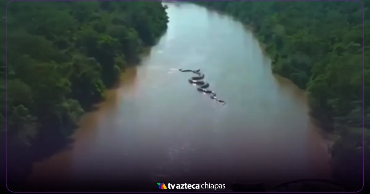 ¡Increíble! Captan a la Anaconda Gigante que Deja Sin Aliento en el Amazonas